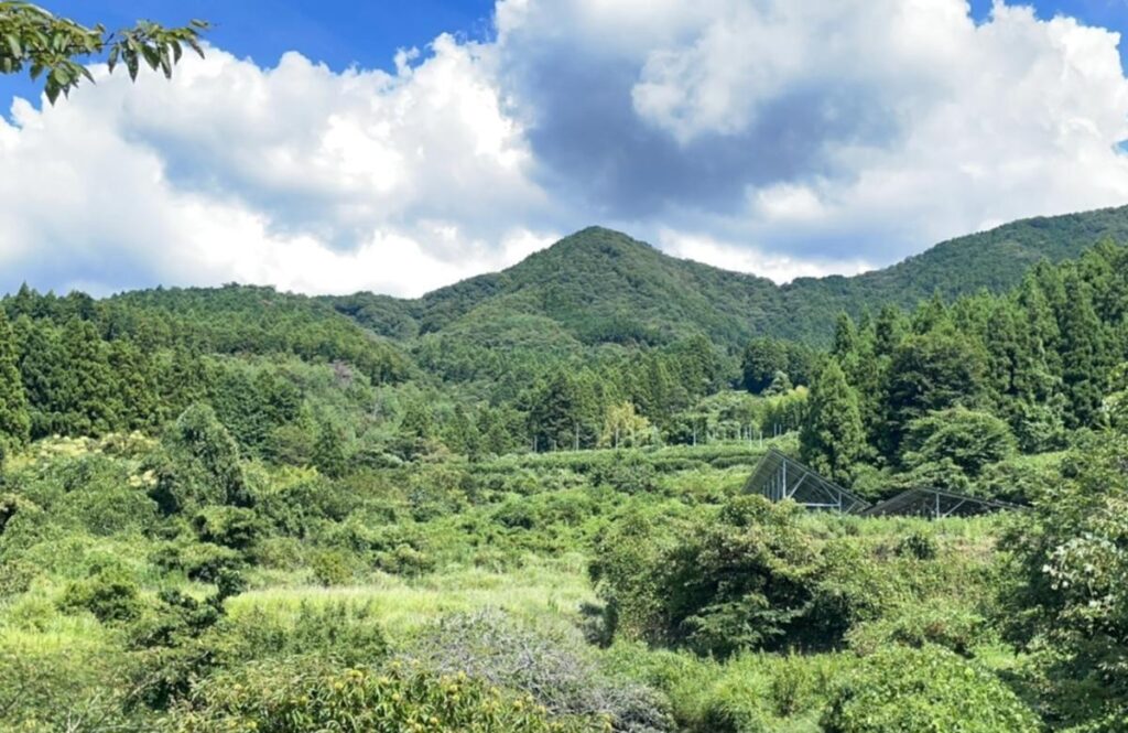 Kawauchi Millennium Forest: 20 Years Later, 2024