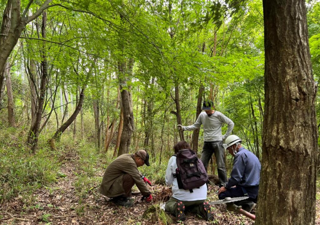 Kawauchi Millennium Forest- Broadleaf Area、20years later (Year 2024)