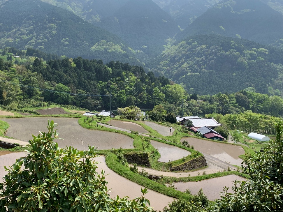 Terraced Rice Fields of Ehime