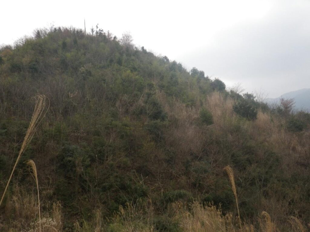 Kawauchi Millennium Forest, 10 years later