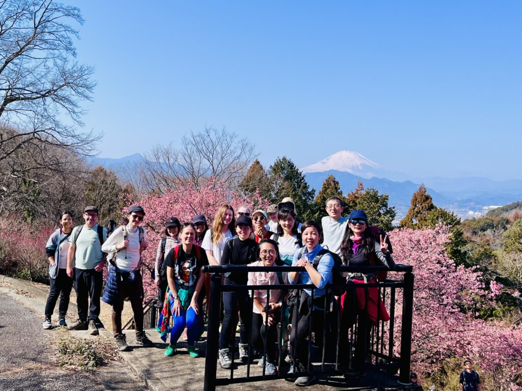 Starting in Kami-Oi, Kanagawa, we admired the beautiful Kawazu-zakura with majestic Mt. Fuji as a stunning backdrop, various plum blossoms, and a gorgeous canola field overlooking the sparkling waters of Sagami Bay.
