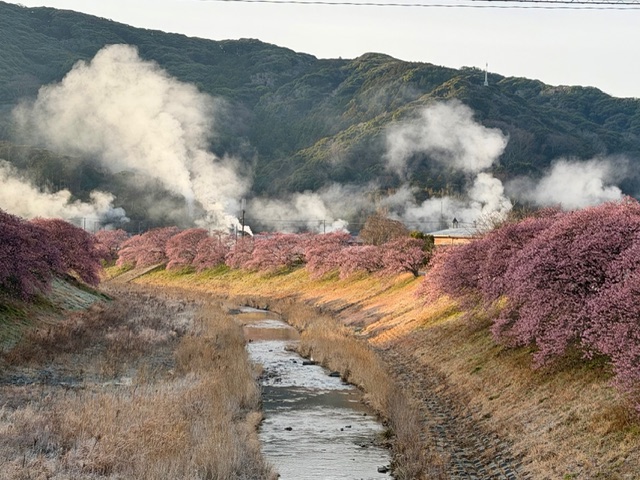 Kawazu Sakura trees in bloom along the Aono River 
Minami-izu, Southern Izu Peninsula
