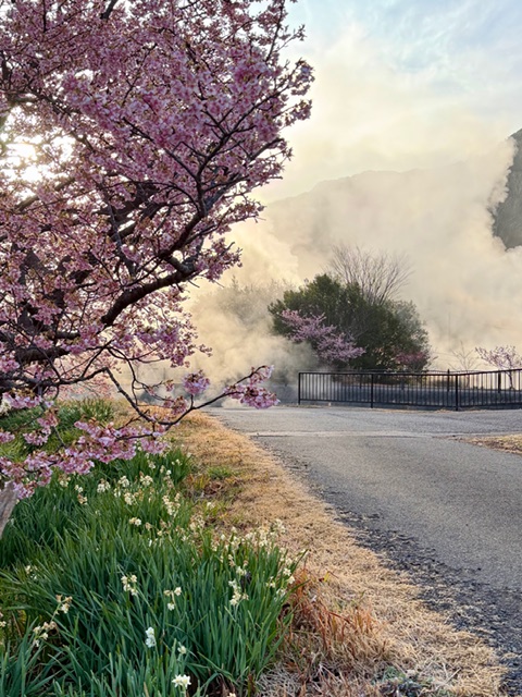 Steam rising from Shimogamo Onsen drifts 
through the cherry blossom landscape.
