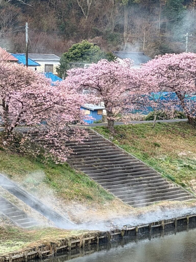Nearly 800 cherry trees form a two-kilometer
corridor of blossoms along the riverbanks.