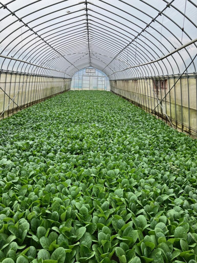 Komatsuna ready for harvest