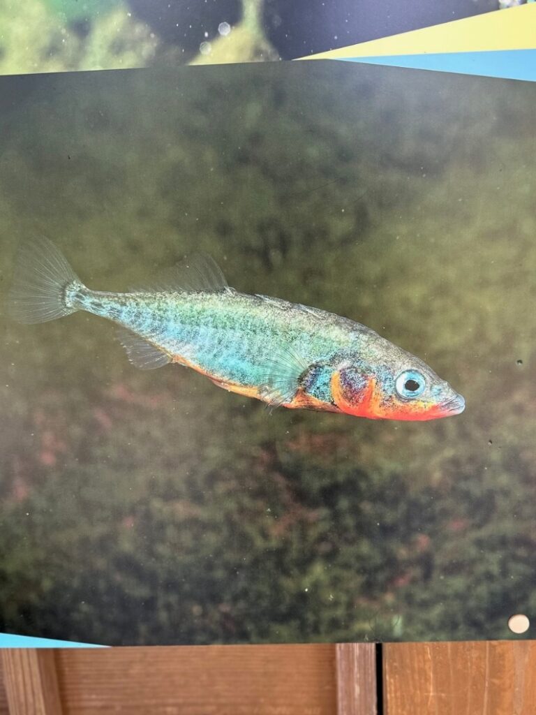 Itoyo Male (Three-spined Stickleback)
Approximately 5 cm long
Photo: Yasuyuki Hata