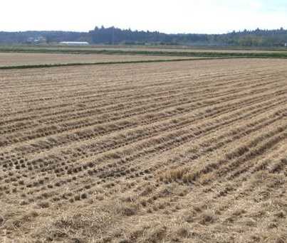 Farmland leased from local residents