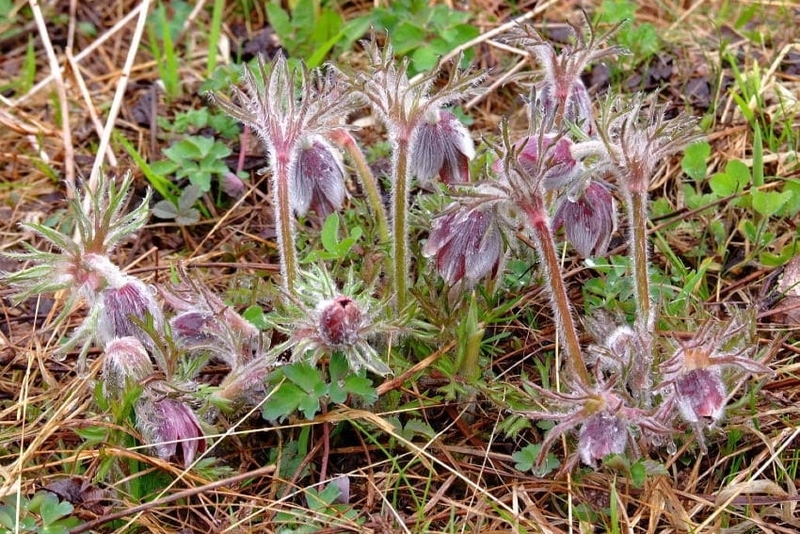 Wild Okina-gusa (Japanese pasqueflower)