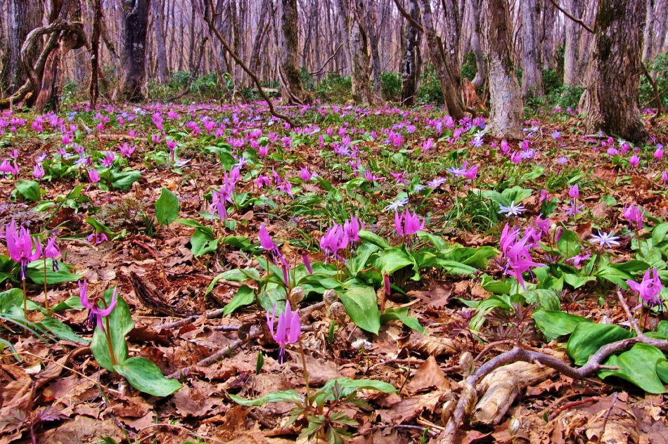 Photographed in Nishiwaga Town