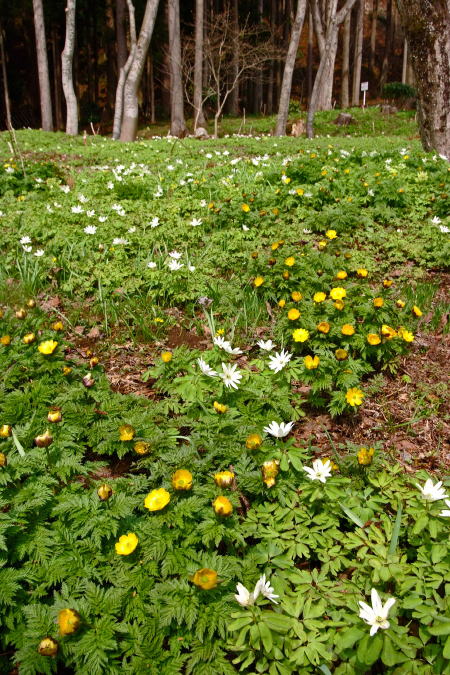 A mountain flower garden where Fukujusō and katakuri bloom together