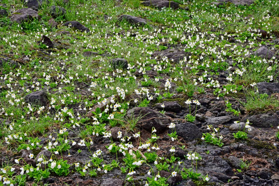 Colony of Hinazakra at Kawarajuku, Mt. Chokai (Ohdaira Route)