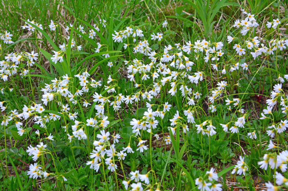 Colony of Hinazakra in a marsh near the summit of Hachimantai (2014/07/05)