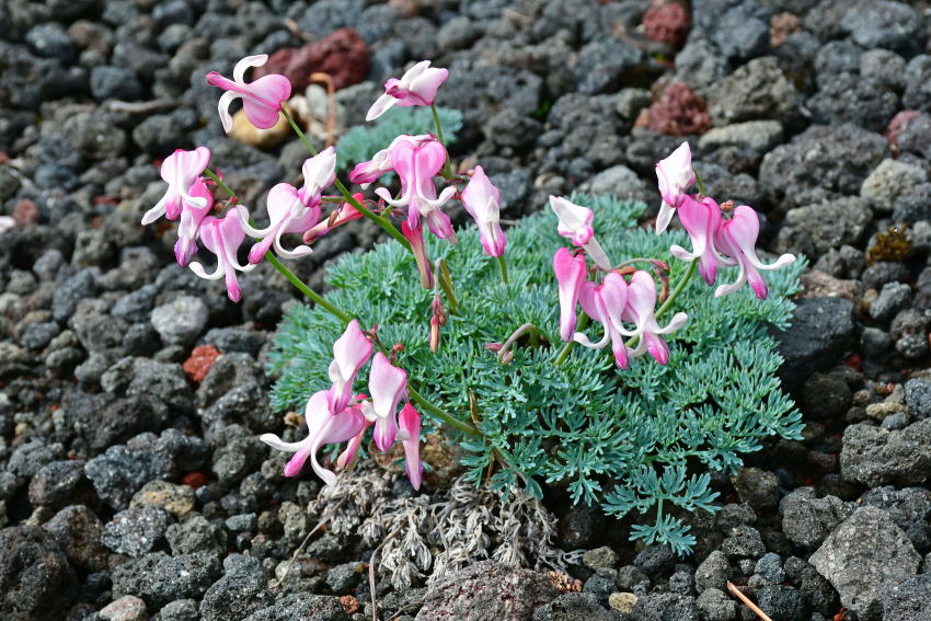 Komakusa on Mt.iwate (2018/07/02)