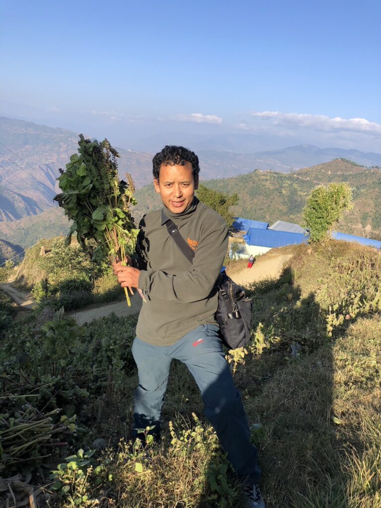 Perilla cultivation in Nepal 
