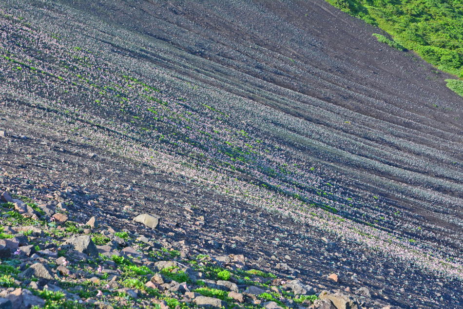 Komakusa colony on Oyakesuna, Mt. Akita-Komagatake
(2017/07/10)