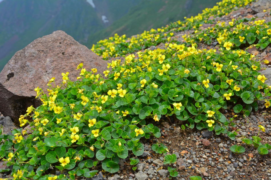A colony of Takane-sumire (high alpine violets) on Oyakesuna,
Mt. Akita-Komagatake (2015/06/21)