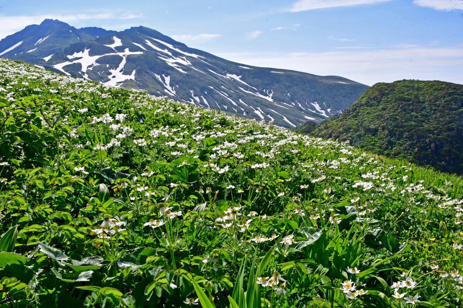 On the Nagasaka Trail, Mt. Chokai (2020/06/24)