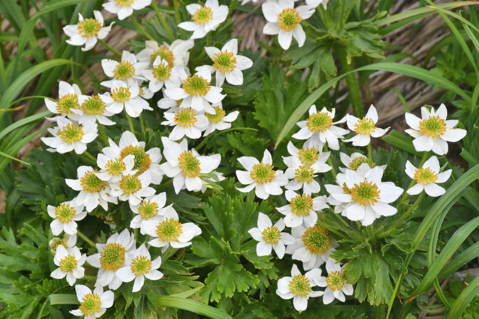 Flowers of Hakusan Ichige (2022/07/08)
