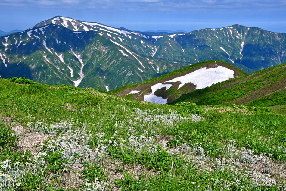 Colony of Miyama-usuyukisou near Otsubo Peak, Asahi Range
(2019/06/26)