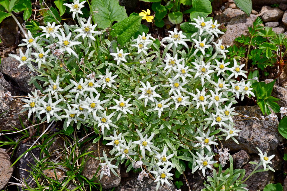 Miyama-usuyukisou on Mt. Chokai (2020/06/24)