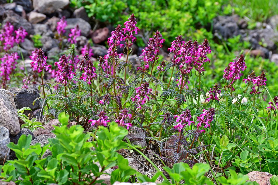 Yotsuba-shiogama on Mt. Odake, Hakkoda Mountains
