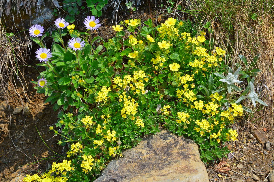 Miyama-azumagiku growing together with Miyama-kinbai, Nanbu-inunazuna, and Hayachine-usuyukisou