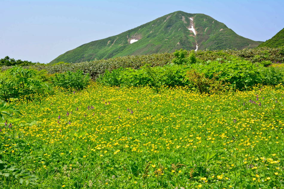 Flower fields near Yakeishi Marsh, with Mt. Sankai in the background
(2017/07/08)